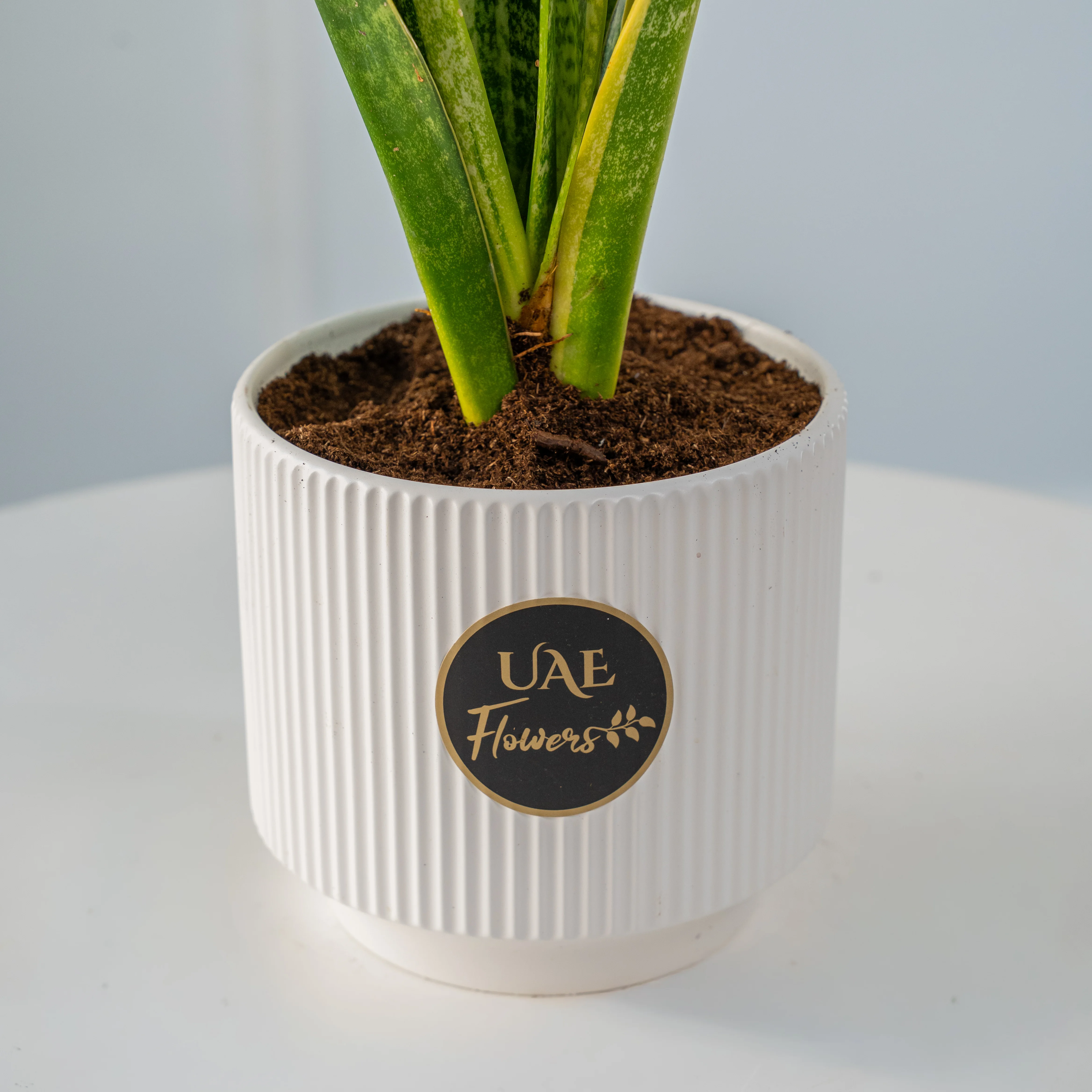 A snake plant in a pot