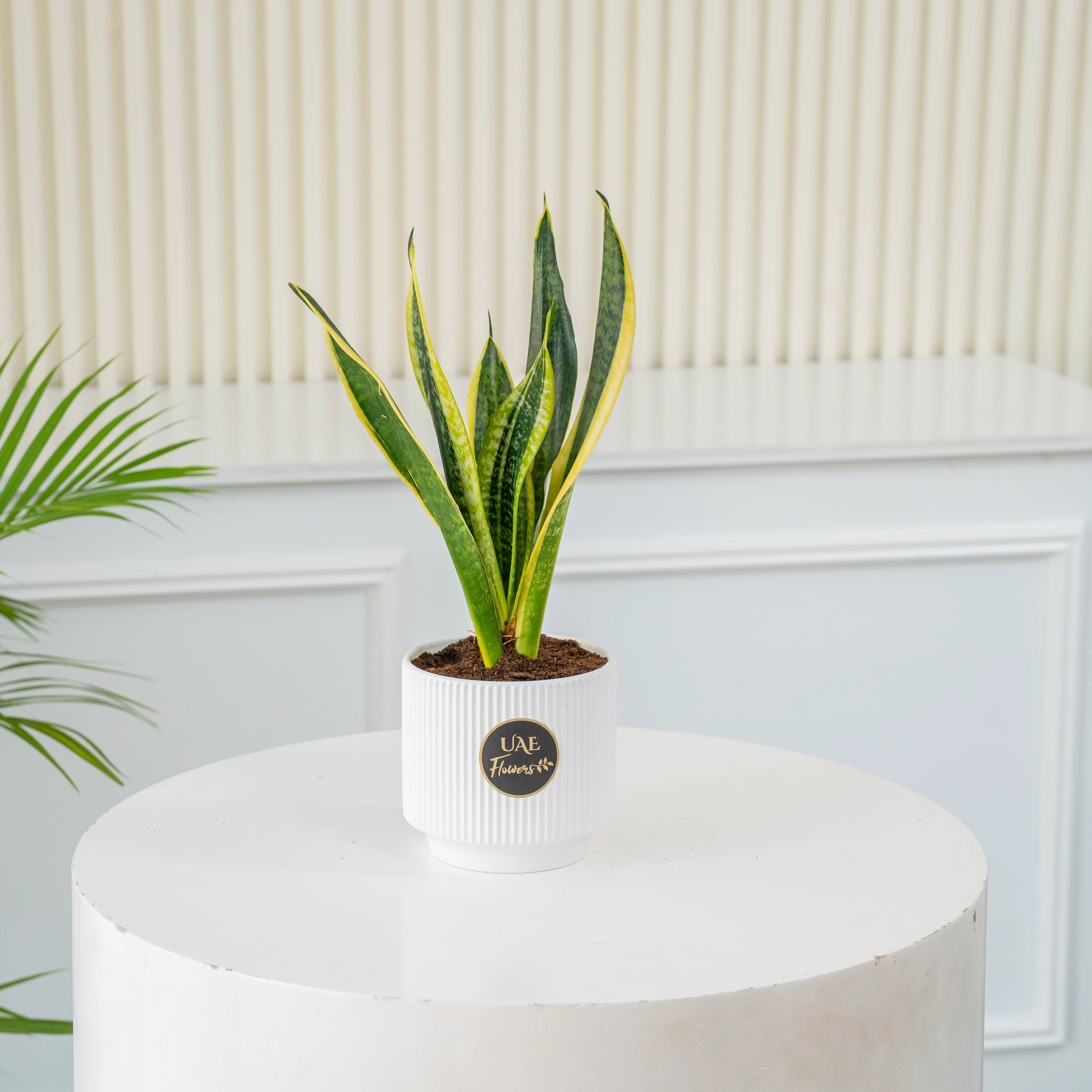 A snake plant in a pot