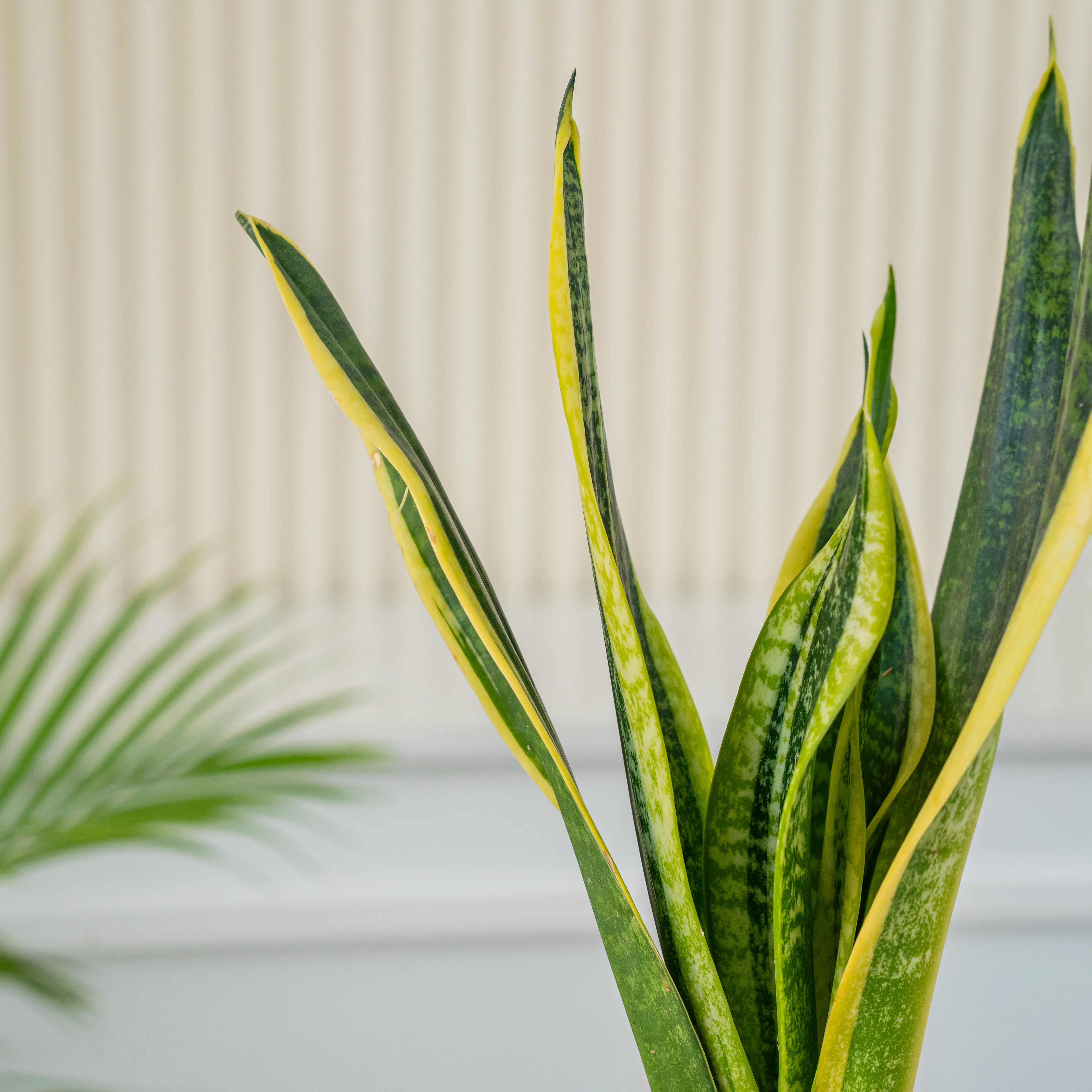 A snake plant in a pot