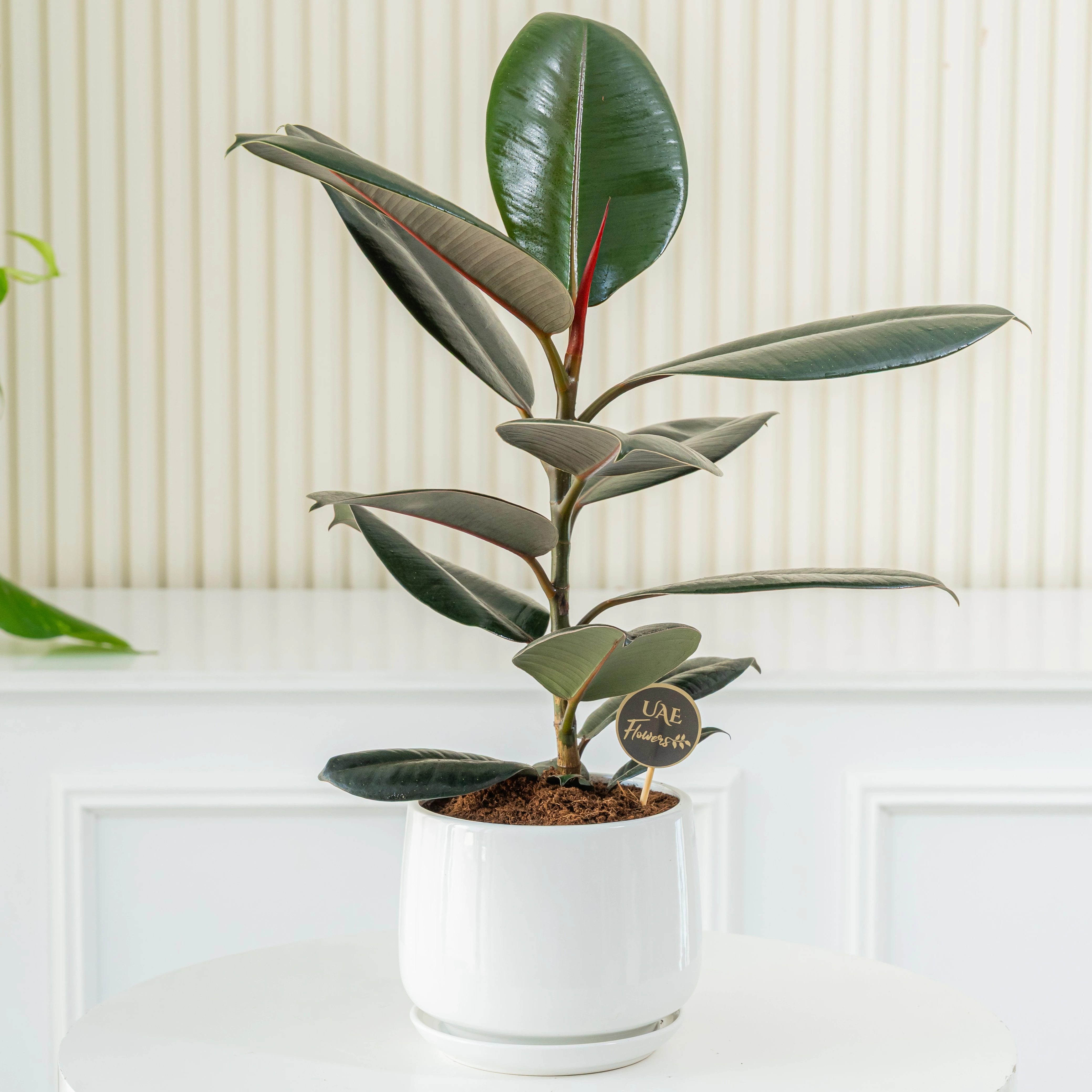 Rubber Plant (100 cm) in a pot