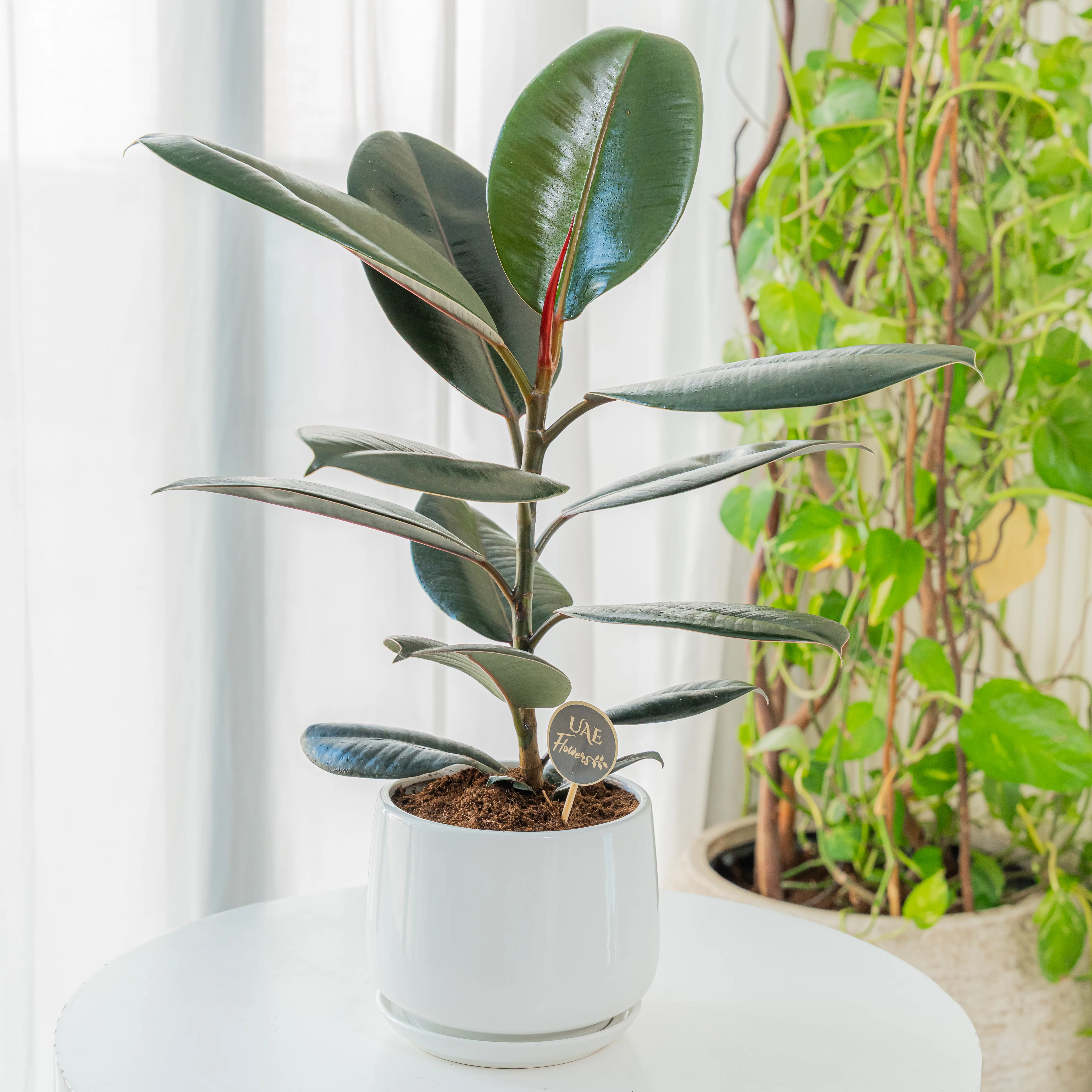 Rubber Plant (100 cm) in a pot