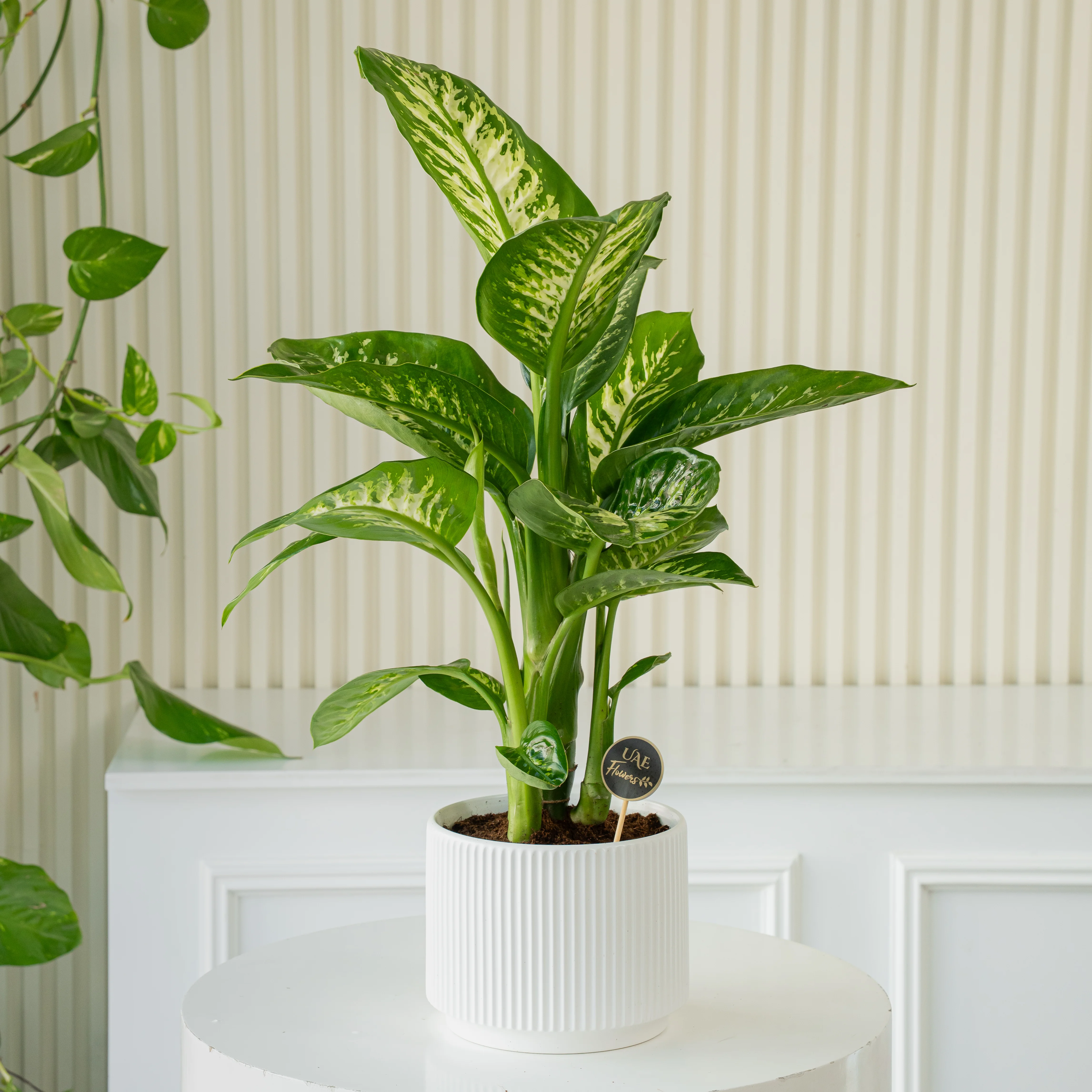 Dieffenbachia Plant in White Pot by UAE Flowers