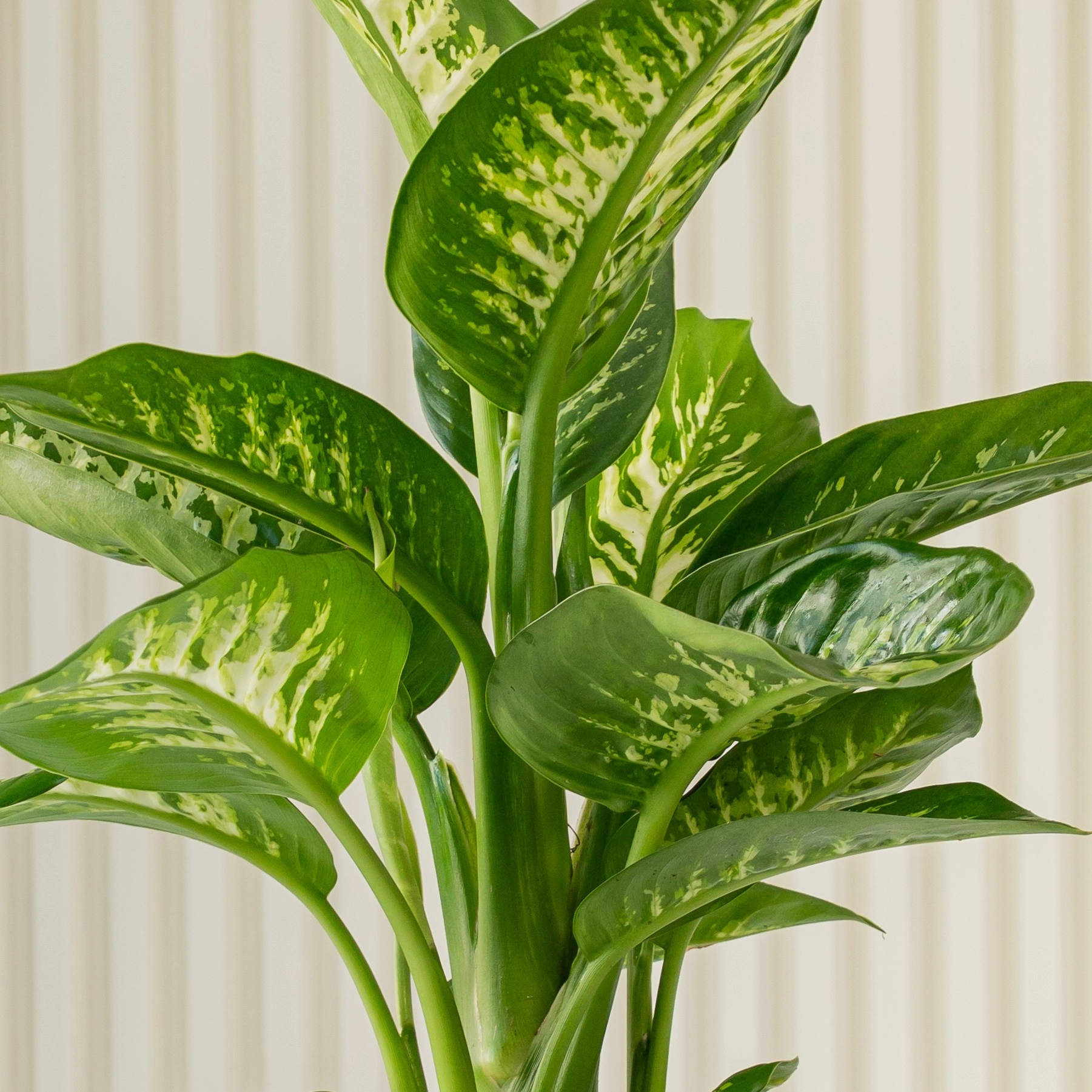 Dieffenbachia Plant in White Pot by UAE Flowers