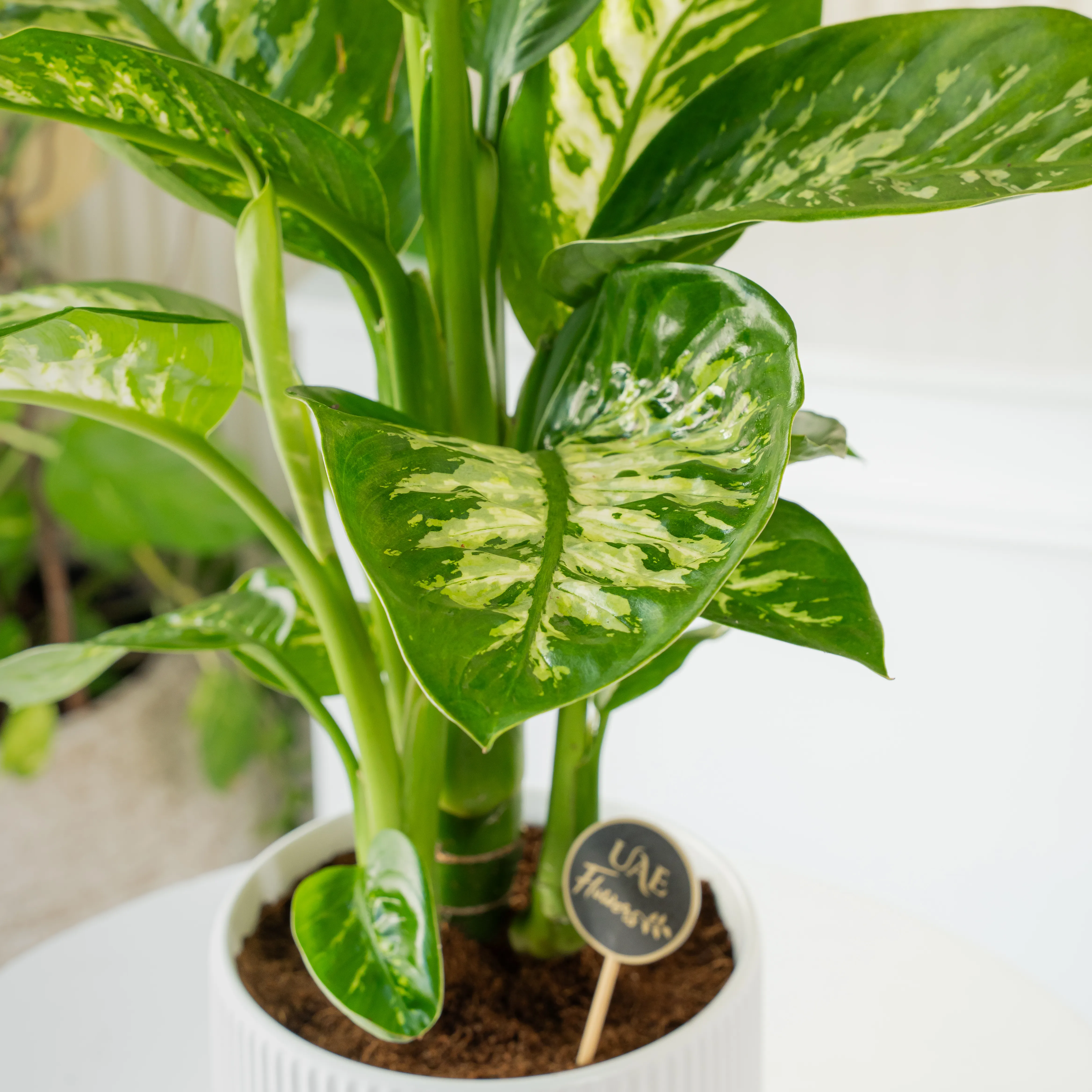 Dieffenbachia Plant in White Pot by UAE Flowers
