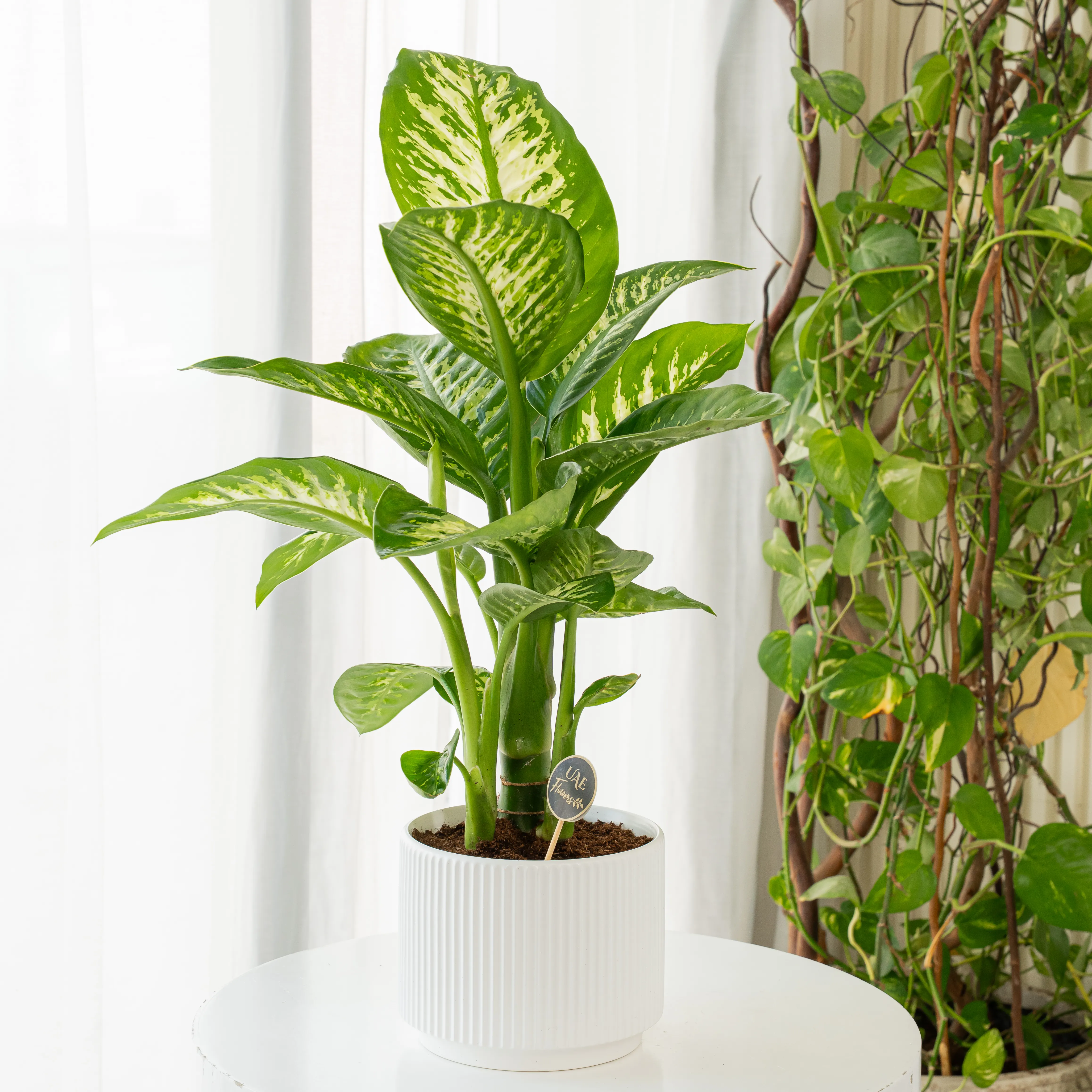 Dieffenbachia Plant in White Pot by UAE Flowers