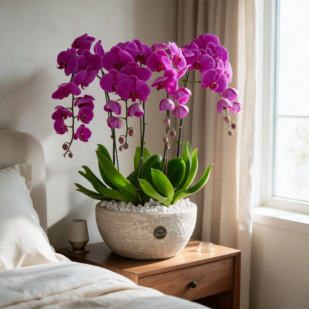 4 dark pink phalaenopsis orchid plants in a blue pot