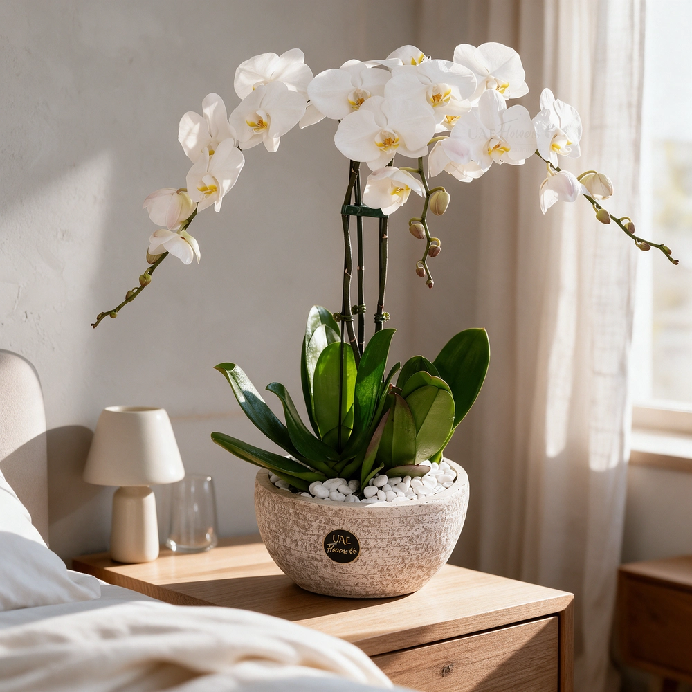 3 white phalaenopsis orchids in a white pot