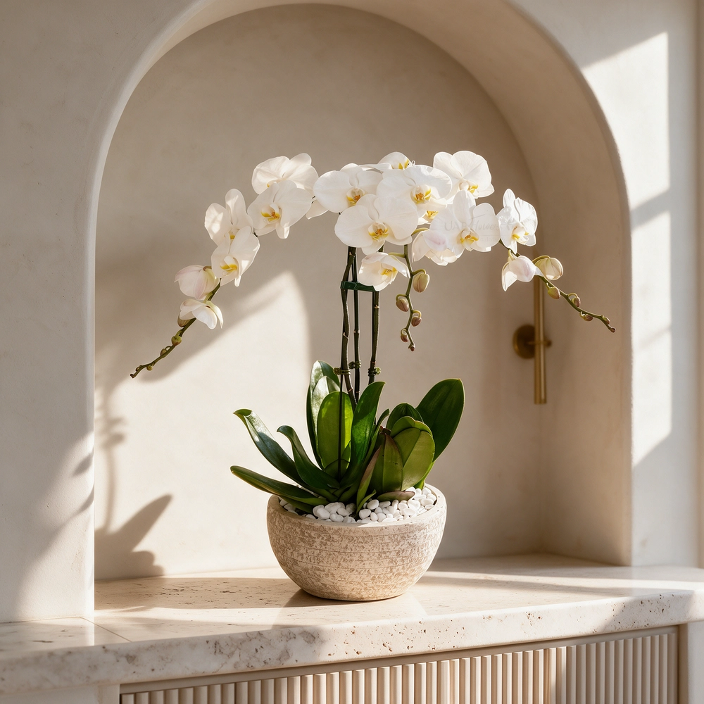3 white phalaenopsis orchids in a white pot