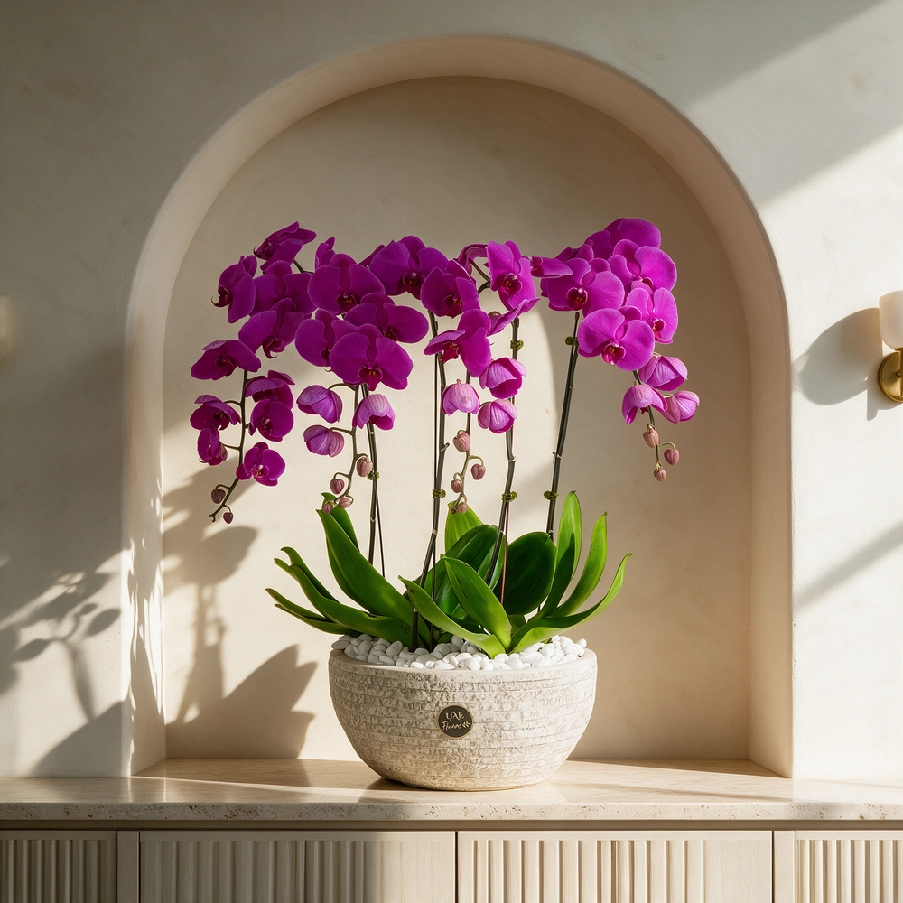 4 dark pink phalaenopsis orchid plants in a blue pot