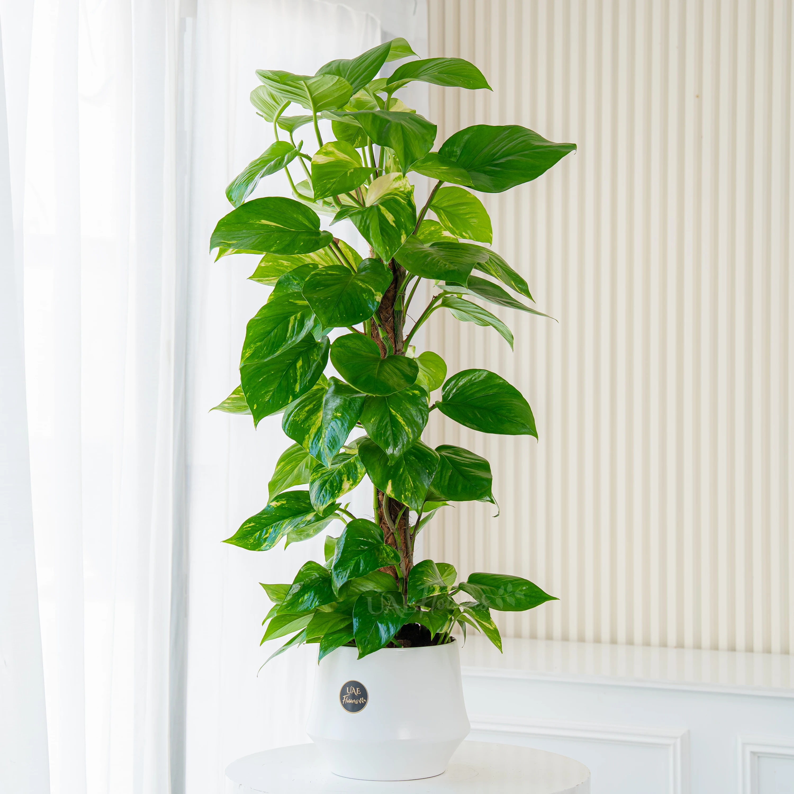 Money Plant with Pot