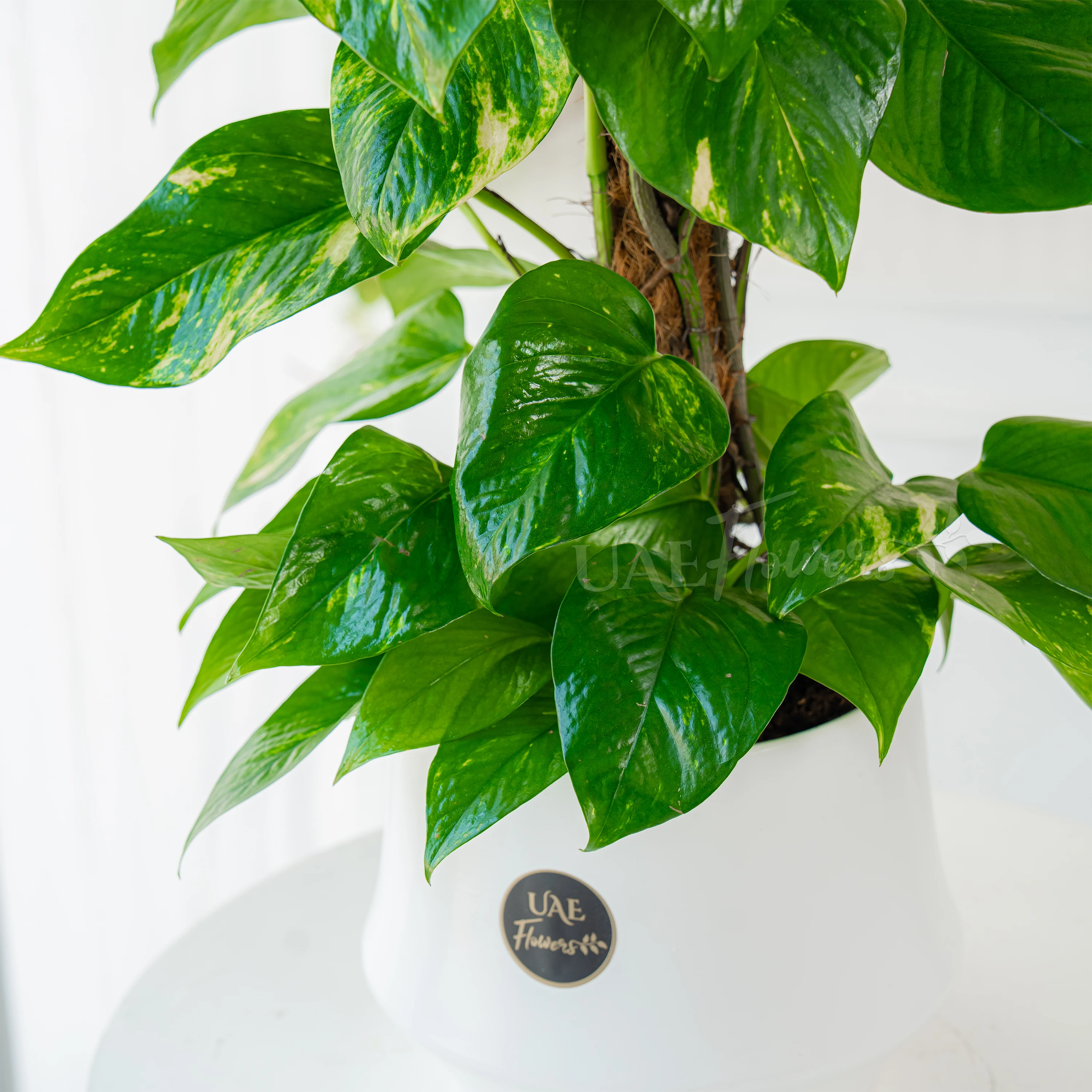 Money Plant with Pot