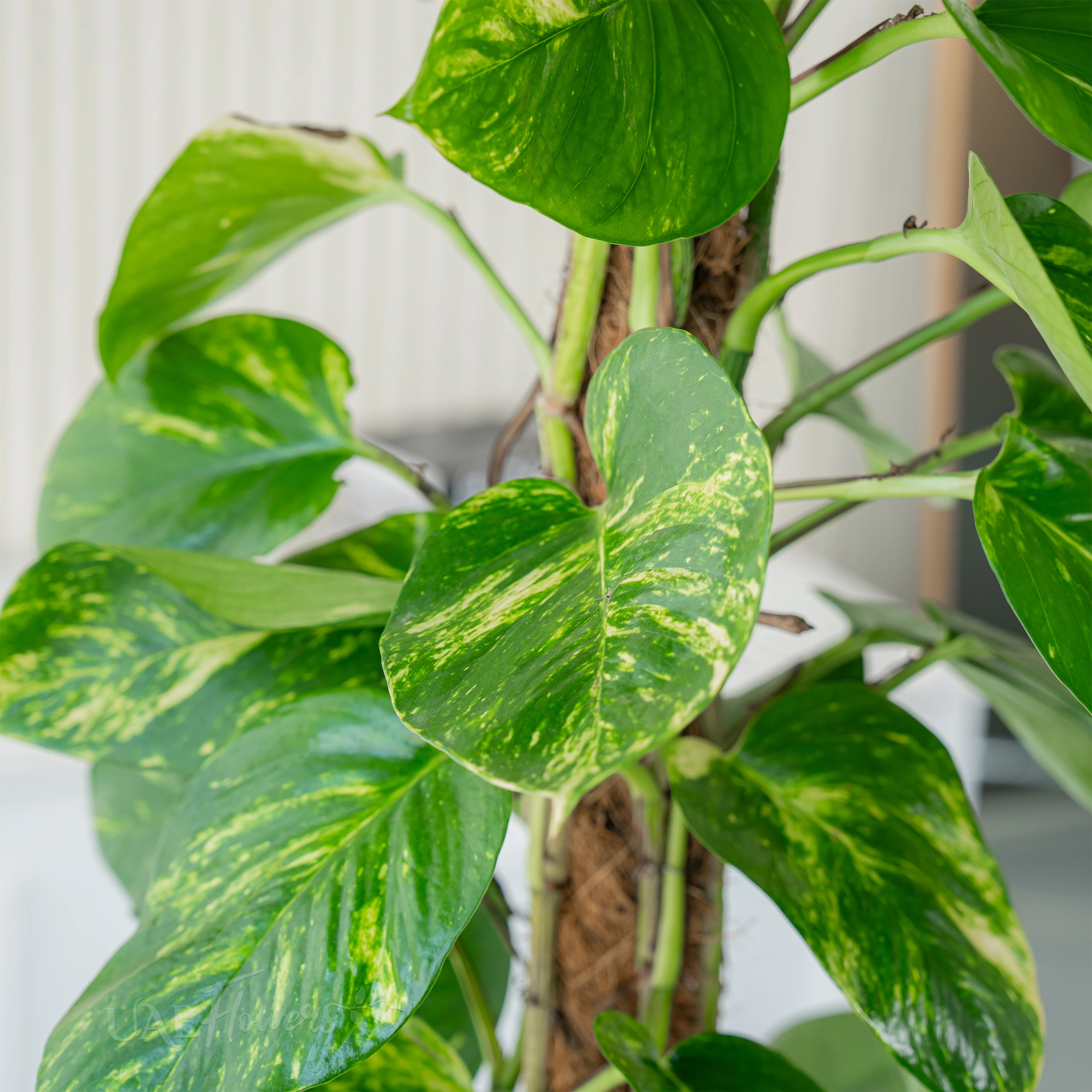 Money Plant with Pot